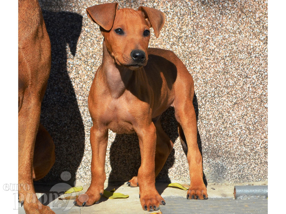 Gamlet German Pinscher Puppy for sale Euro Puppy