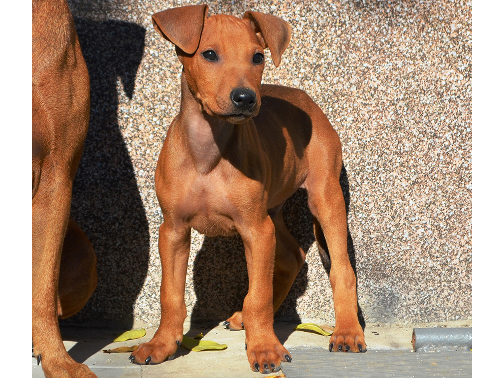 Gamlet German Pinscher Puppy for sale Euro Puppy