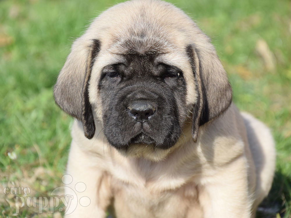 mastiff kennels