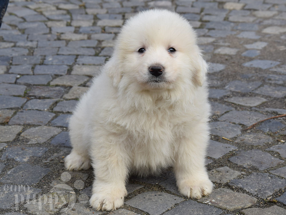 Impreza Great Pyrenees Puppy For Sale Euro Puppy