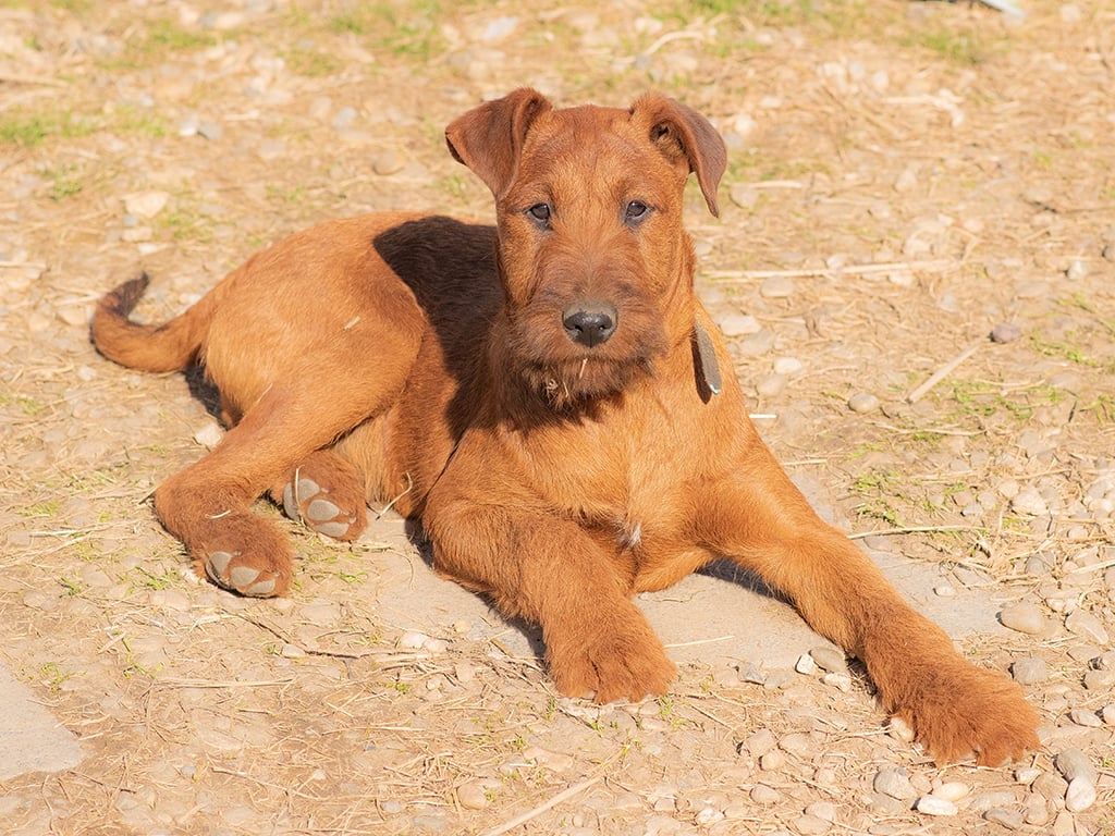 irish terrier puppies
