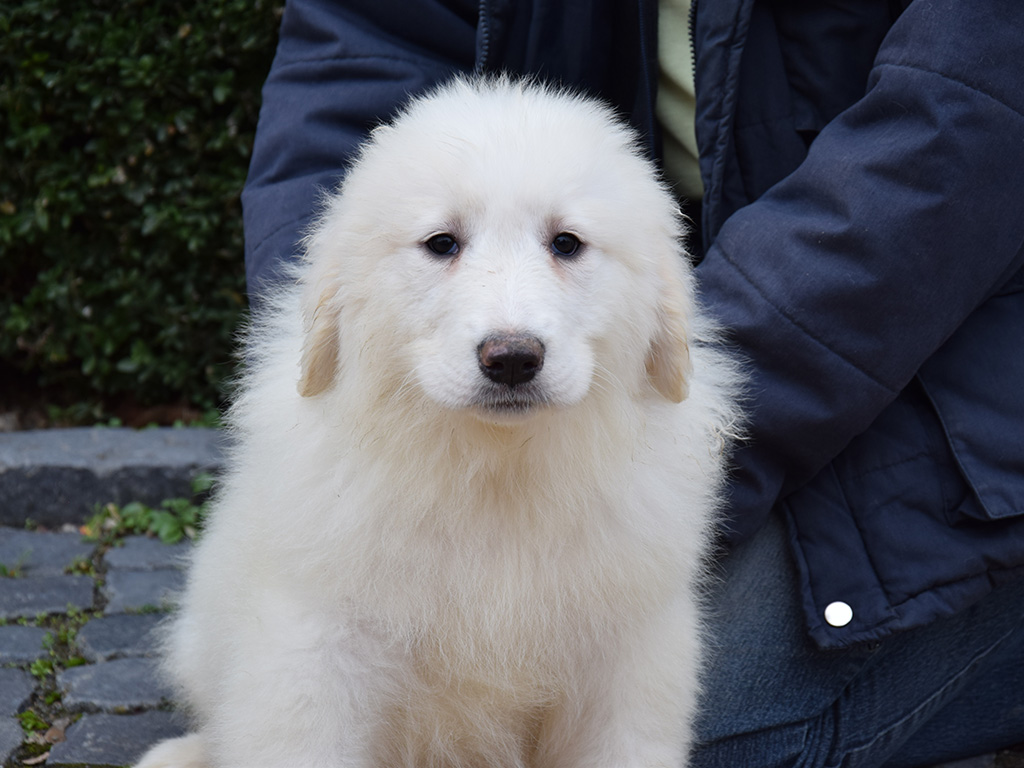 Ryan - Great Pyrenees Puppy for sale | Euro Puppy
