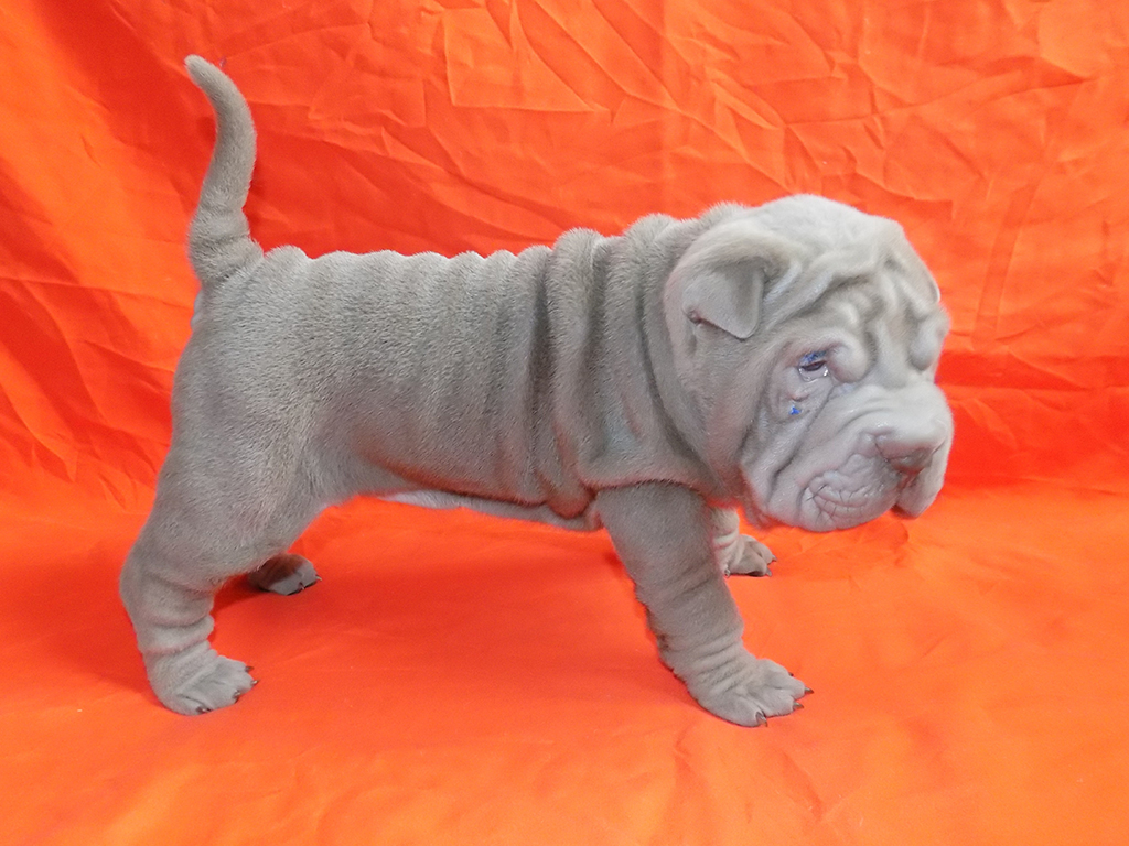 Crinkly Girl Shar Pei Puppy For Sale Euro Puppy