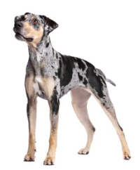 Catahoula Leopard Dog Puppies Breed Information Puppies For Sale