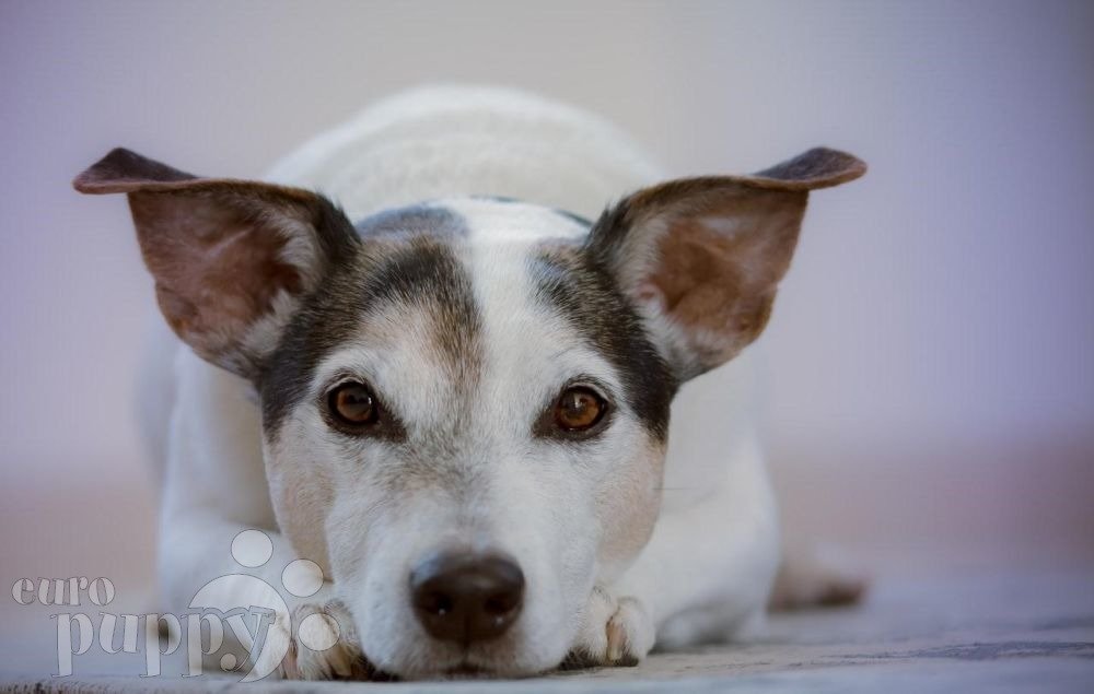 dog training