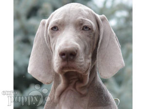 weinheimer dog price