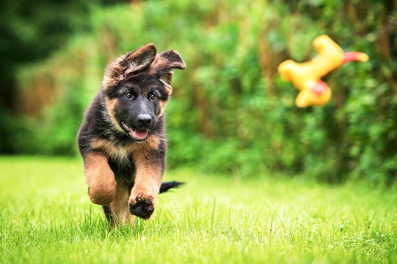puppy exercise