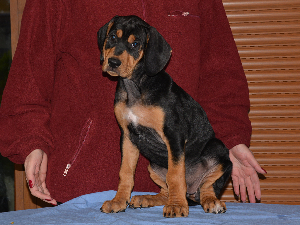 transylvanian hound puppies for sale
