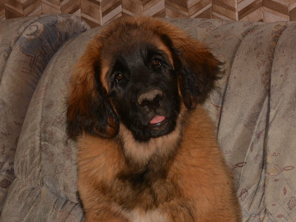 leonberger puppies for sale 2019