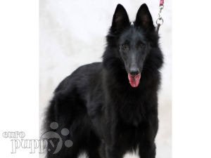 ciobanesc belgian groenendael