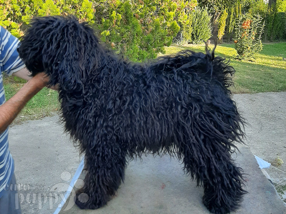 hungarian puli price