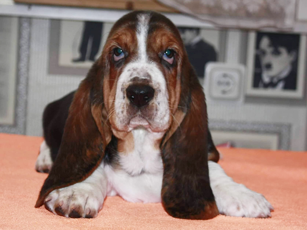Basset Hound Puppies For Sale In Louisiana