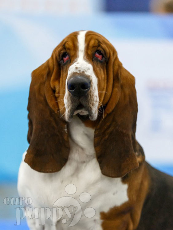 Melody - Basset Hound Puppy for sale | Euro Puppy