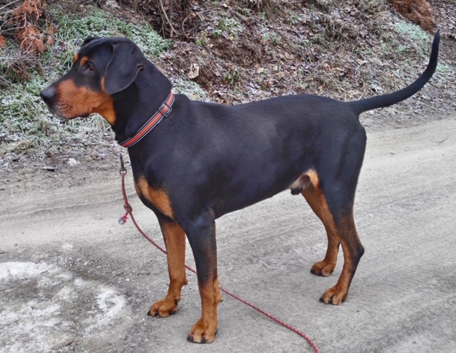 transylvanian hound puppies for sale