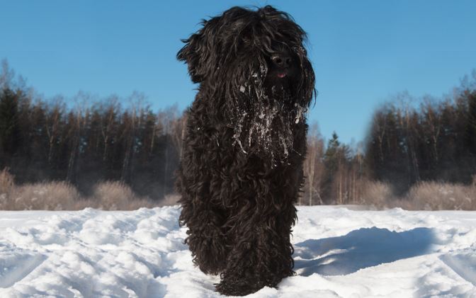 choosing dog russia ukraine