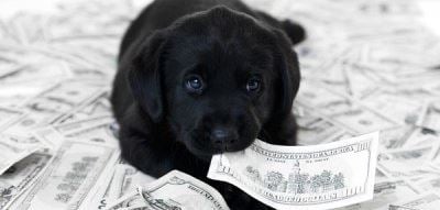 dog price russia ukraine