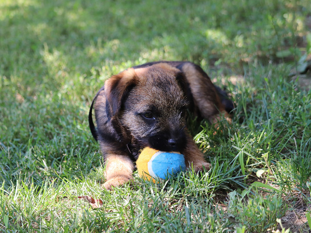 Api - Border Terrier Puppy for sale | Euro Puppy