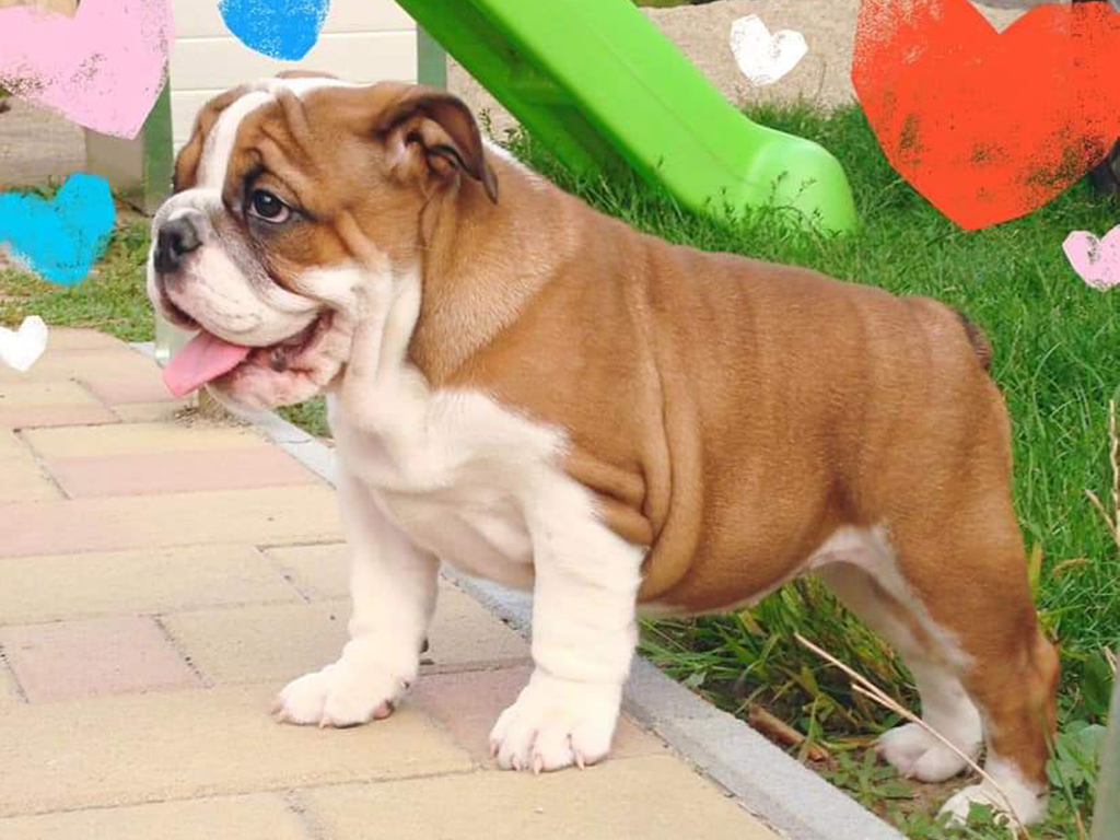 Bella English Bulldog Puppy For Sale Euro Puppy Bella English Bulldog Puppy For Sale Euro Puppy