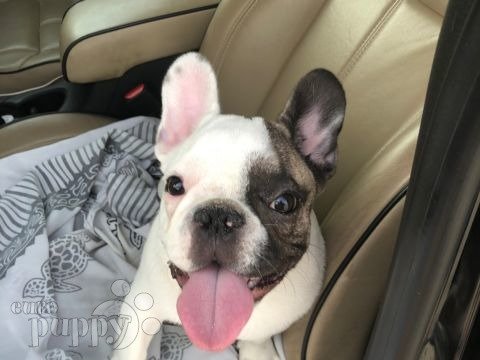 Branca French Bulldog Puppy Doha Qatar