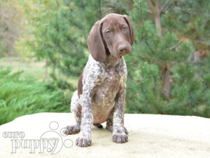 German Pointer For Sale German Pointer Puppies