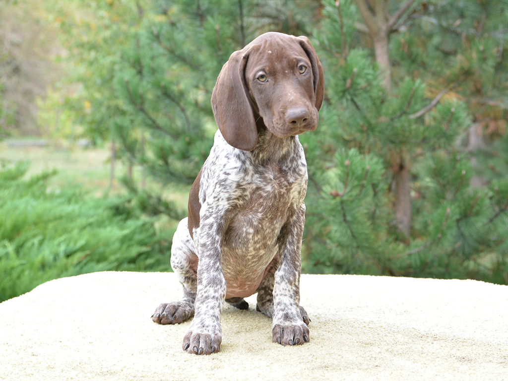 Kata German Pointer Puppy For Sale Euro Puppy