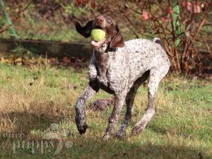 German Pointer For Sale German Pointer Puppies