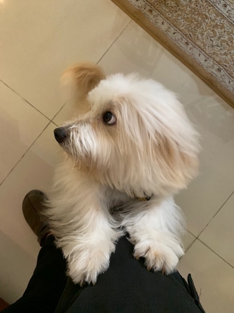 coton de tulear singapore