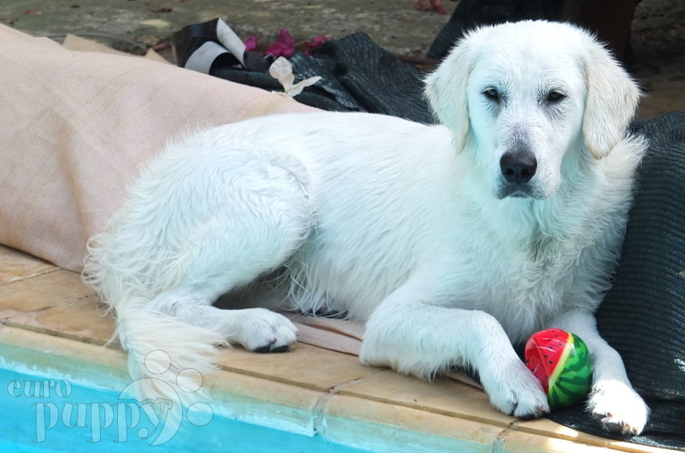 Sherlock Golden Retriever Puppy Qrendi Malta