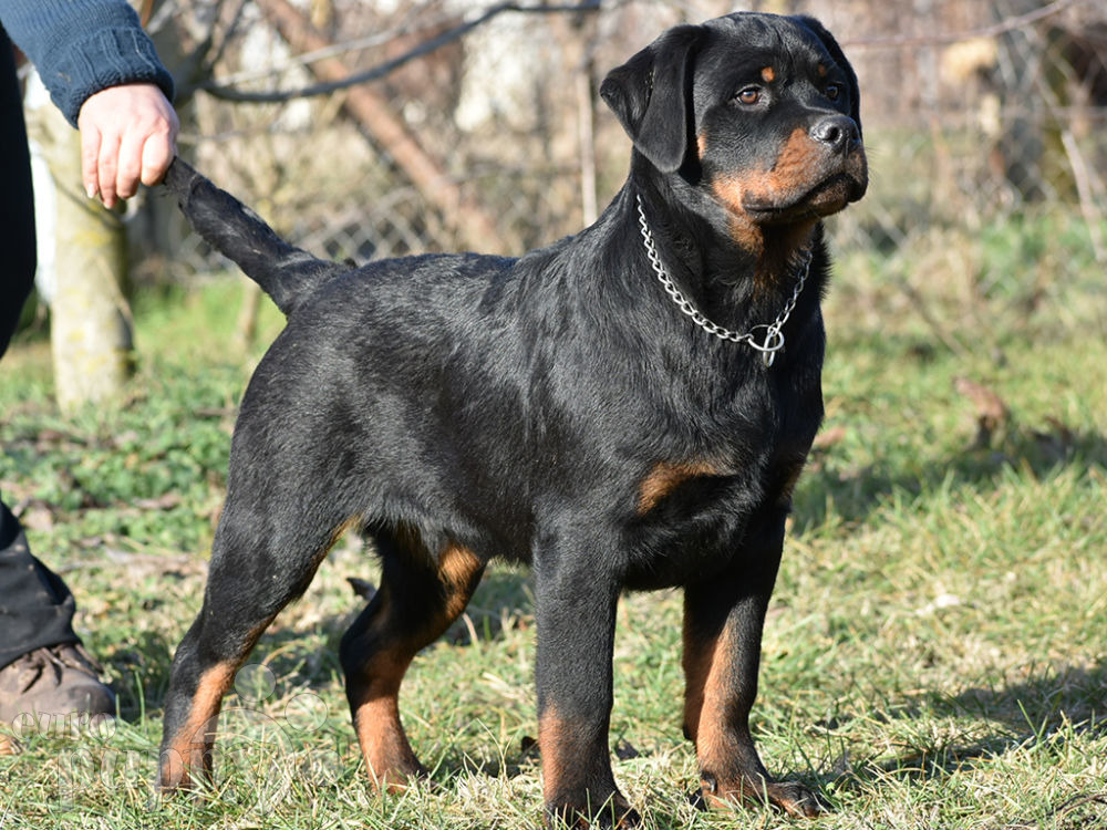 Brawny Rottweiler Puppy For Sale Euro Puppy