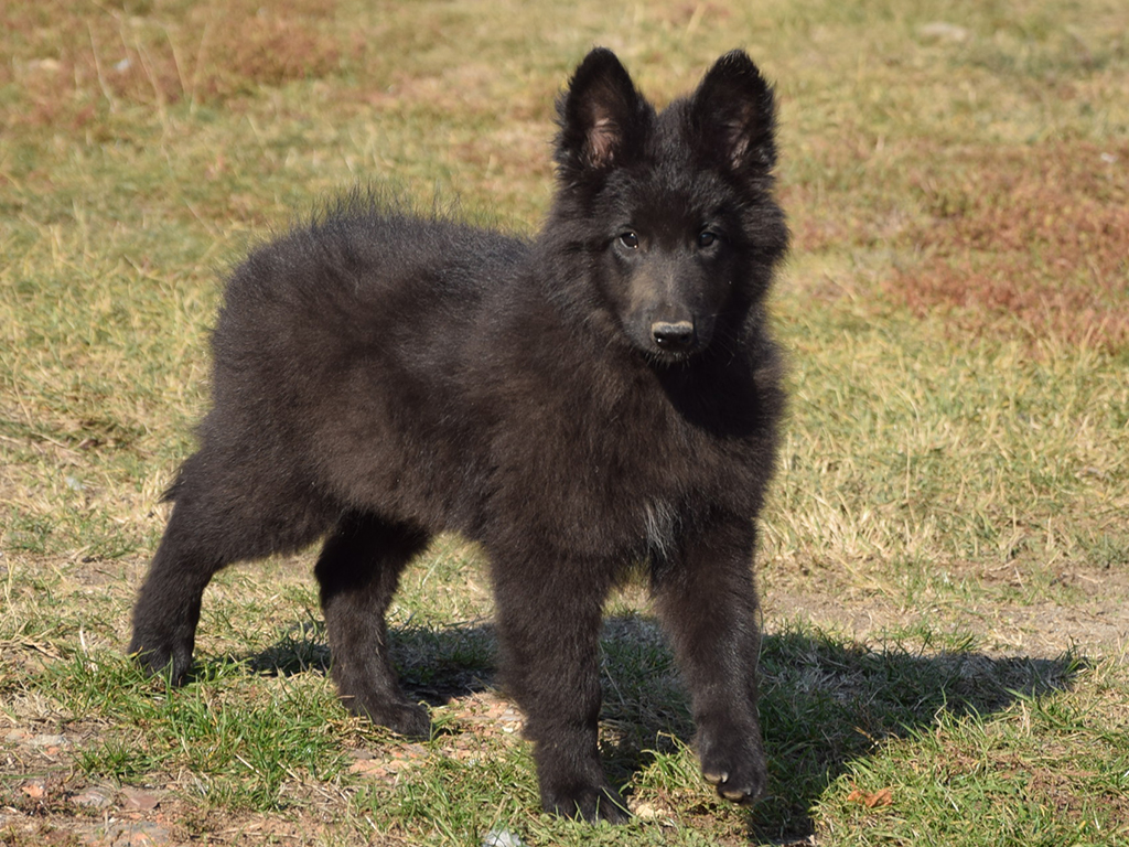 belgian shepherd puppy for sale near me