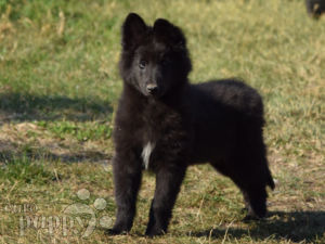 groenendael puppies