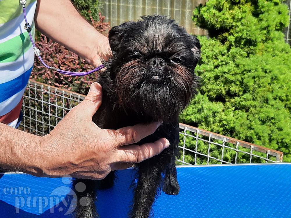 Brusseler Griffon For Sale Brusseler Griffon Puppies