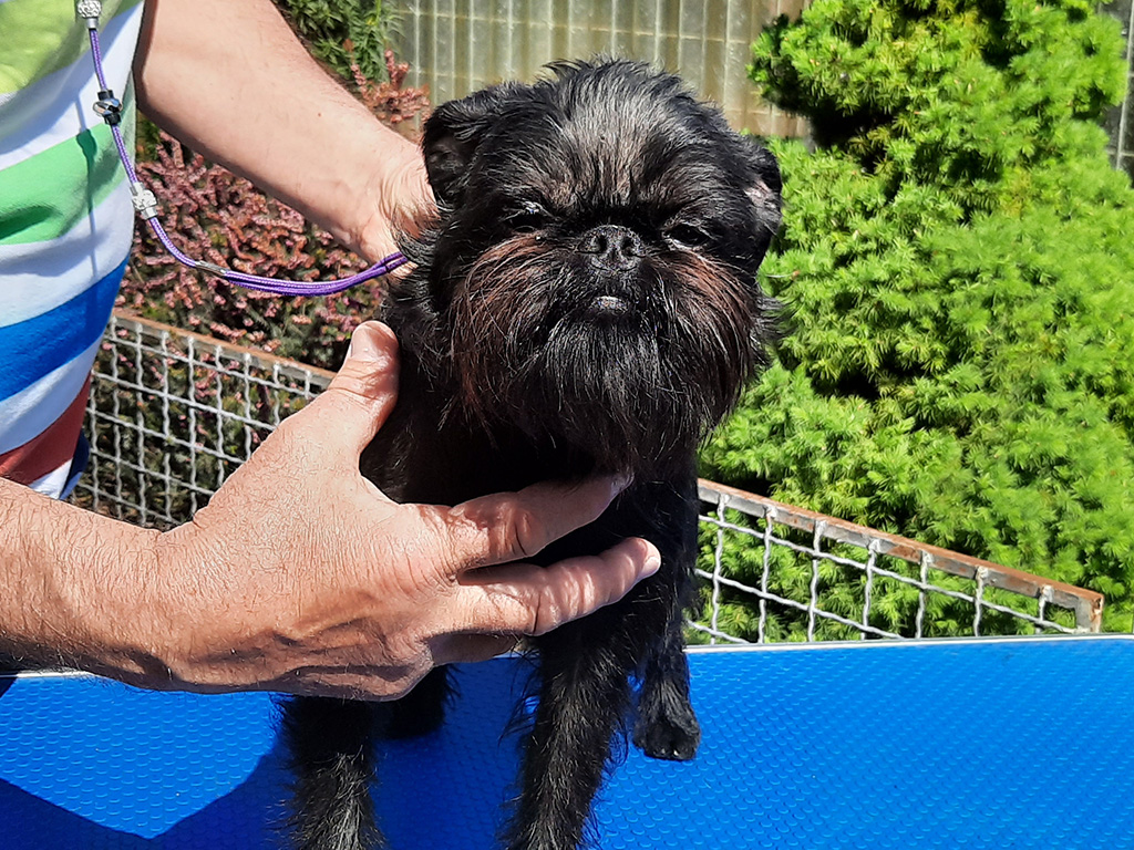 griffon dog for sale