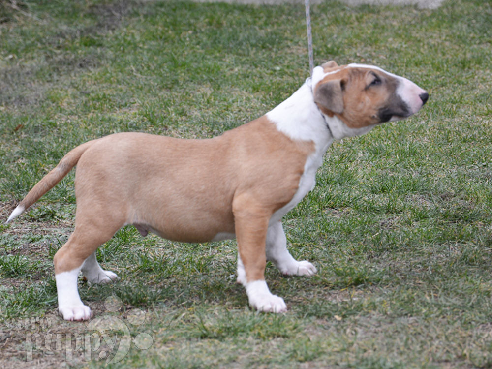 Sparky Bull Terrier Puppy for sale Euro Puppy