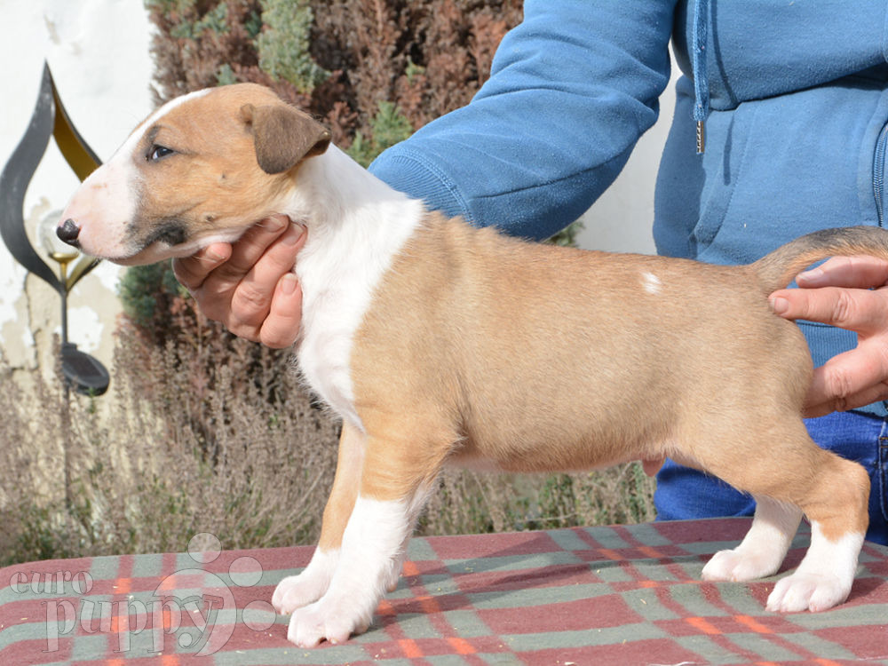 Sparky Bull Terrier Puppy for sale Euro Puppy