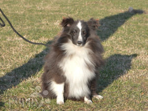 shetland sheepdog adults for sale