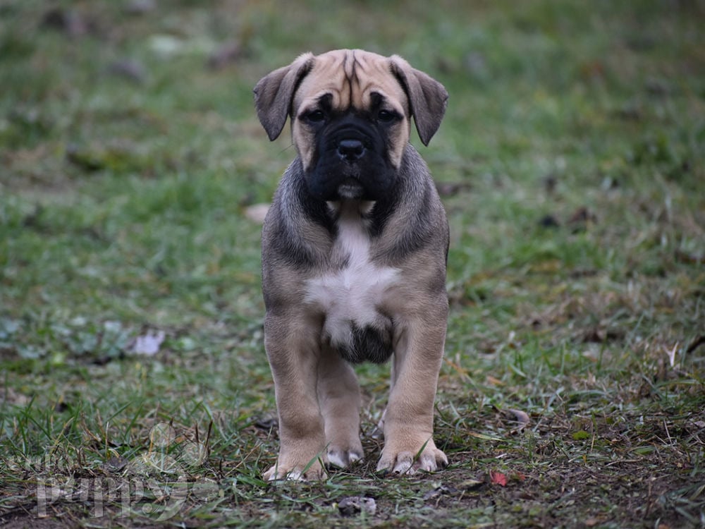 Amazon Italian Mastiff Puppy for sale Euro Puppy