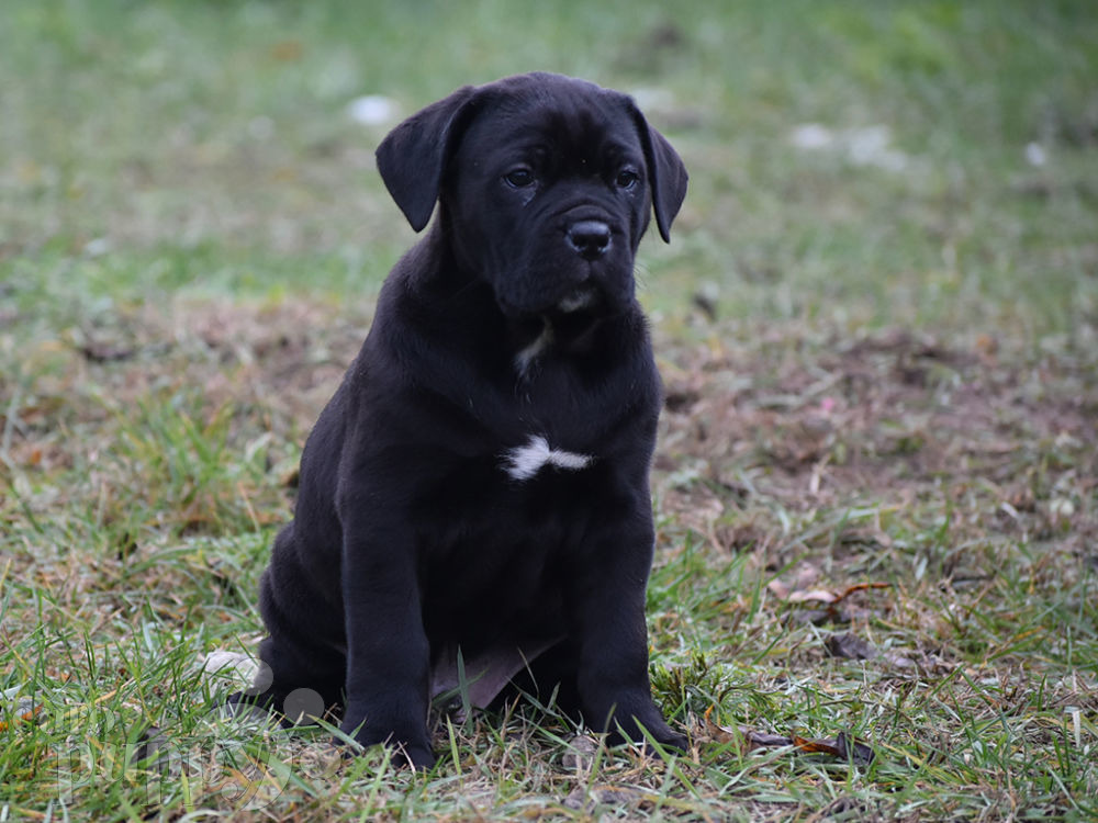 Cane Corso For Sale