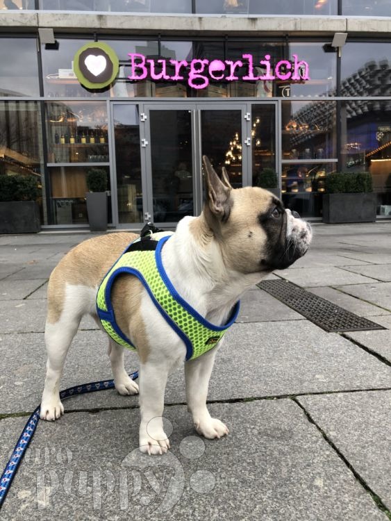 Buzzy French Bulldog Puppy Berlin 93