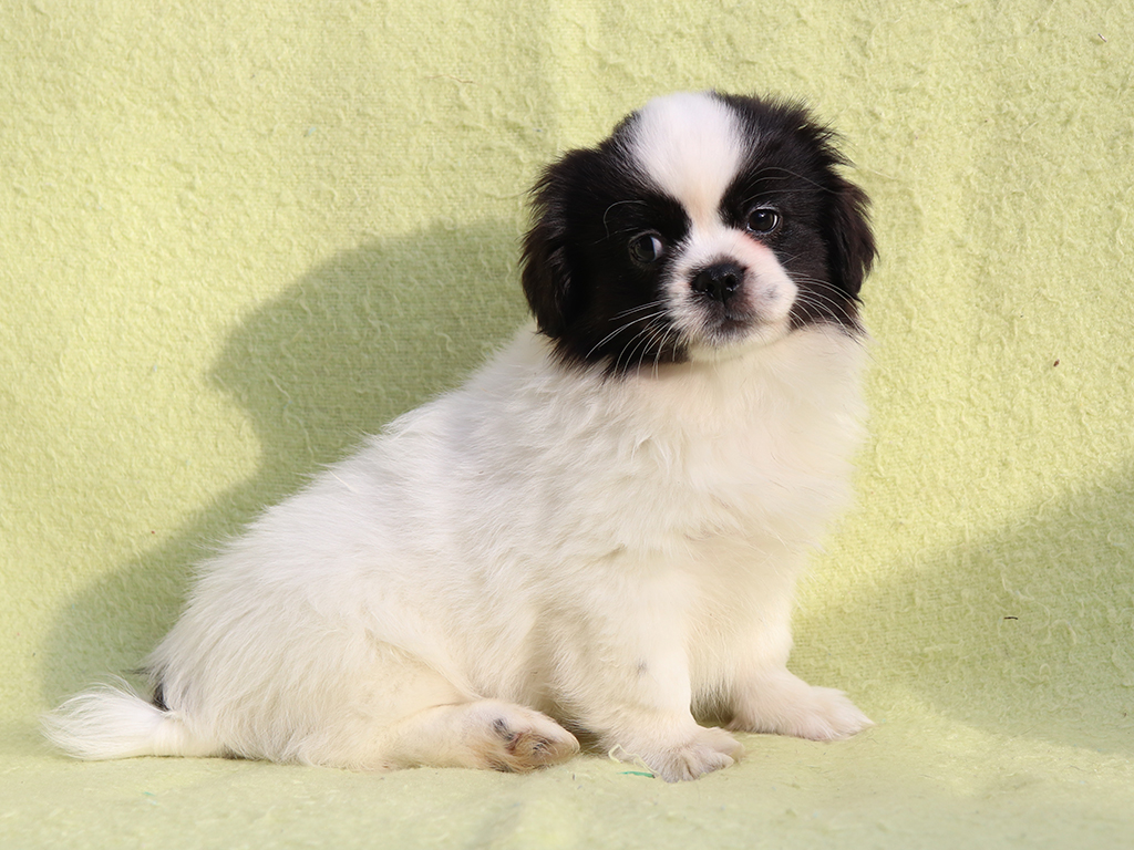 tibetan spaniel for sale