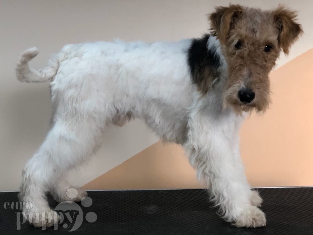 Rexi Fox Terrier Puppy for sale Euro Puppy