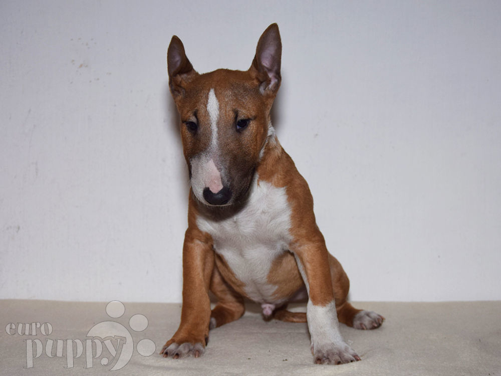 pic Bull Terrier For Sale Georgia mini bullterrier puppies