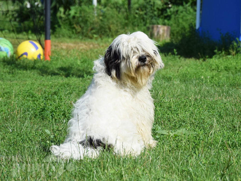 tibetan terrier puppy price