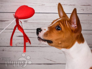Basenji For Puppies Basenji For Puppies
