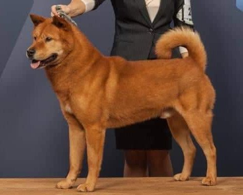 Korean Jindo Dog Puppies Breed information & Puppies for Sale