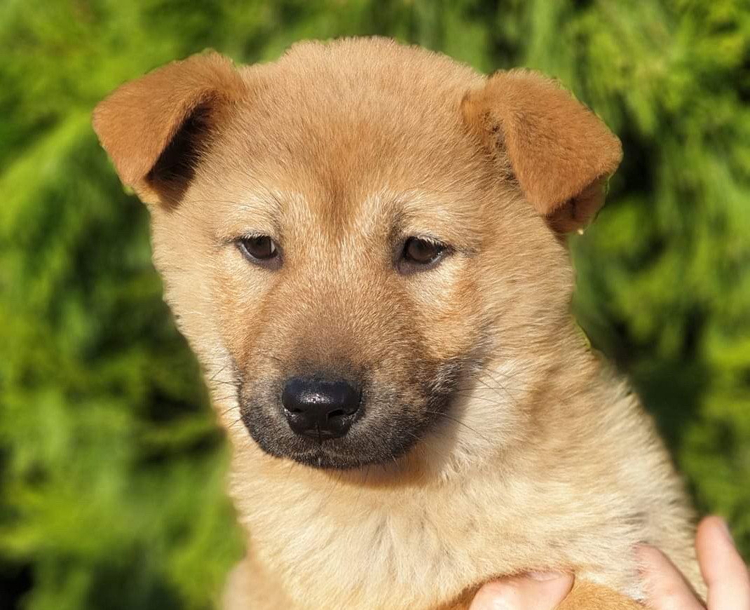 Korean Jindo Dog Puppies Breed information & Puppies for Sale