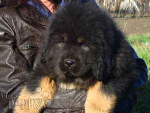 tibetan mastiff for sale gumtree
