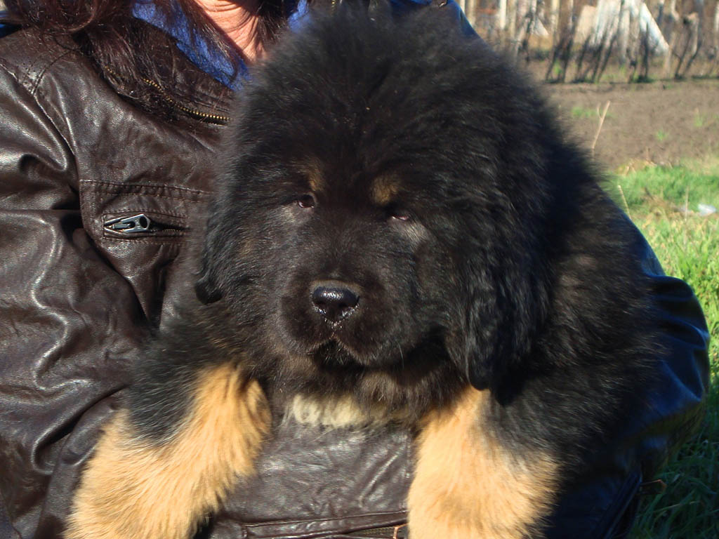 tibetan mastiff puppies for sale