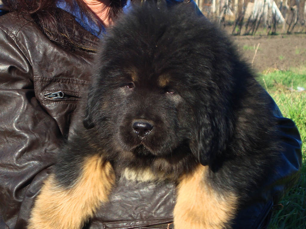 korean mastiff puppies for sale