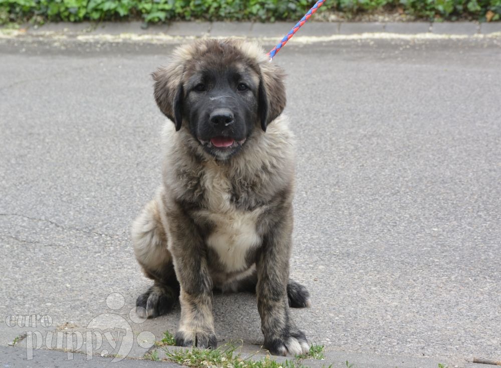russian mountain dog for sale